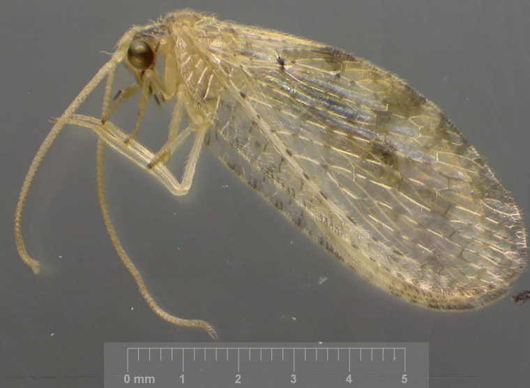 Hemerobius lutescens